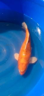 (13) Koi / Koi karper - 48 cm., Karper of Koi