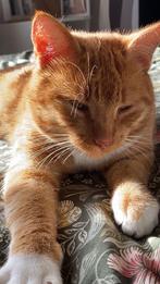 Kat zoekt nieuwe huisje, Dieren en Toebehoren, Kater