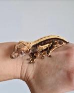 Wimper gecko's, Dieren en Toebehoren, Hagedis, 0 tot 2 jaar