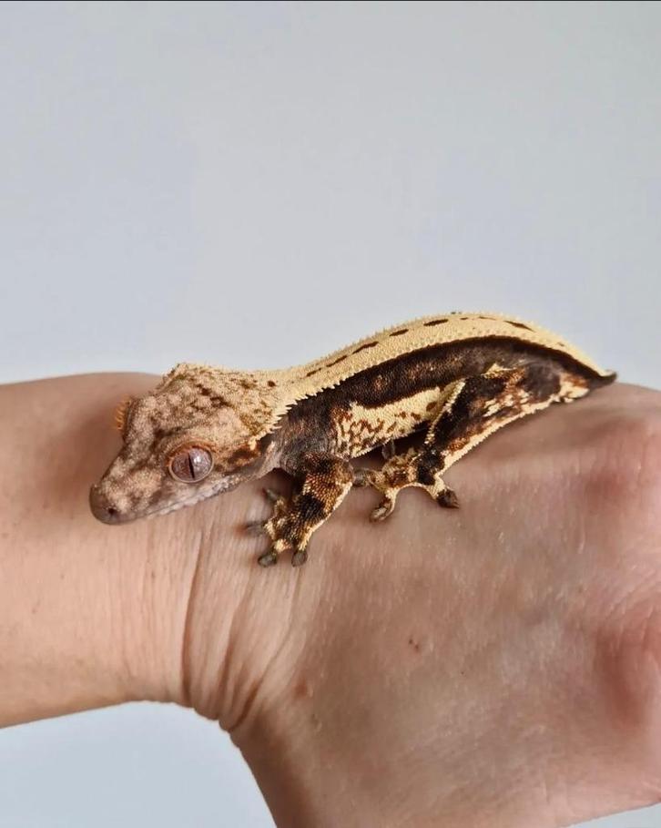 Wimper gecko's .., Dieren en Toebehoren, Reptielen en Amfibieën, Hagedis, 0 tot 2 jaar