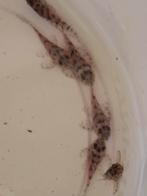 L236SW 3-3,5cm, Dieren en Toebehoren, Kreeft, Krab of Garnaal