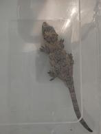 Koppel Rhacodactylus Auriculatus Gargoyle Geckos, Dieren en Toebehoren