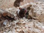 Hele leuke Syrische hamsters, Meerdere dieren, Hamster, Na 1 juli 2024, Tam