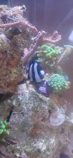 Zee vis, Dieren en Toebehoren, Vis