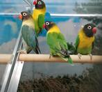 Agapornissen diverse soorten., Meerdere dieren, Dwergpapegaai of Agapornis