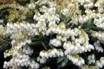 Rotsheide (Pieris) in 3 soorten, Ophalen of Verzenden, Overige soorten, Struik, Minder dan 100 cm