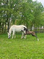 Merrie Mr Blue x Rebel I Z met veulen Cero Blue, Dieren en Toebehoren, Paarden, Merrie, Springpaard, Gechipt, M