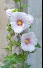 Stokroos (Alcea Rosea) lichtroze vaste plant €1,50 P9, Tuin en Terras, Ophalen, Zomer, Overige soorten, Volle zon