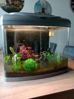 Aquarium met inhoud  incl. Garnalen en slakken, Dieren en Toebehoren, Vissen | Aquaria en Toebehoren, Ophalen of Verzenden, Gebruikt