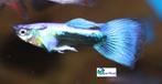 Guppy - Blue Mix Male, Dieren en Toebehoren, Vissen | Aquariumvissen, Vis, Zoetwatervis