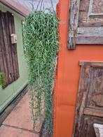Senecio Blue Pickle XXXL p25