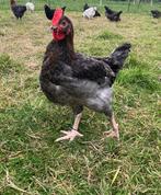 Jonge Blauw Koper Marans Hanen, Dieren en Toebehoren, Pluimvee, Mannelijk, Kip