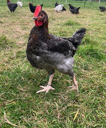 Jonge Blauw Koper Marans Hanen beschikbaar voor biedingen