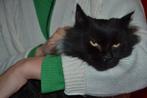 Een warm lief bolletje op pootjes, Kater, Langharig, 3 tot 5 jaar