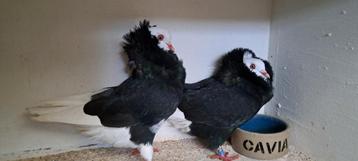 Te koop sierduiven Oudhollands kapucijnen duiven  beschikbaar voor biedingen