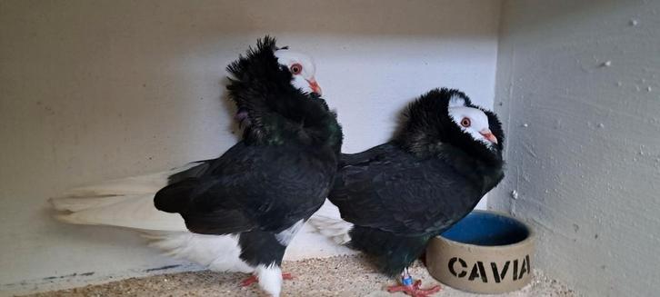 Te koop sierduiven Oudhollands kapucijnen duiven, Dieren en Toebehoren, Vogels | Duiven, Overige soorten, Meerdere dieren