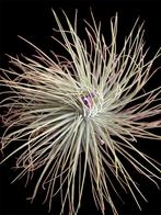 Tillandsia Magnusiana XL, Ophalen of Verzenden, Overige soorten, Minder dan 100 cm
