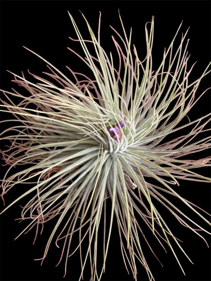 Tillandsia Magnusiana XL, Huis en Inrichting, Kamerplanten, Overige soorten, Minder dan 100 cm, Ophalen of Verzenden