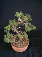 Juniperus chinensis, Tuin en Terras, Minder dan 100 cm, Overige soorten, Volle zon, Ophalen of Verzenden