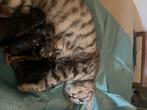 Rasechte Britse korthaar kittens met stamboom mee, Dieren en Toebehoren, Meerdere dieren, Gechipt, 0 tot 2 jaar