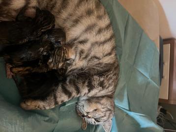 Rasechte Britse korthaar kittens met stamboom mee beschikbaar voor biedingen