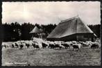 Heerde, Schaapskooi. 1962., Verzamelen, Ansichtkaarten | Nederland, Ophalen of Verzenden, 1960 tot 1980, Gelopen, Gelderland