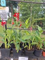Canna kreta (6 nog beschikbaar), Ophalen, Zomer, Overige soorten, Volle zon
