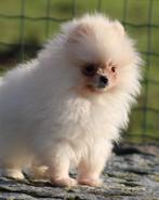 Pomeriaan pup raszuiver, België, Keeshond, CDV (hondenziekte), 8 tot 15 weken