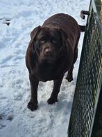 Labrador herplaatser, Teef, Labrador retriever, Eén hond, 3 tot 5 jaar