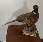 Opgezette fazant, Ophalen, Vogel, Opgezet dier