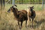 2 Soay schapen (ooien), Dieren en Toebehoren, Vrouwelijk, Schaap