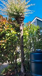 Wilg ca. 2 meter hoog - zelf uit te graven, Tuin en Terras, Planten | Bomen, Bloeit niet, Overige soorten, 100 tot 250 cm, Ophalen