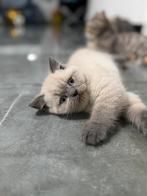 LAATSTE‼️ blue point britse korthaar kitten, Dieren en Toebehoren, Katten en Kittens | Raskatten | Korthaar, Kater
