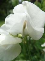 Zaden lathyrus odoratus royal bride, Tuin en Terras, Bloembollen en Zaden, Verzenden, Volle zon