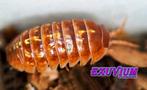 Armadillidium apfelbecki Orange isopods / pissebedden, Dieren en Toebehoren, Overige soorten