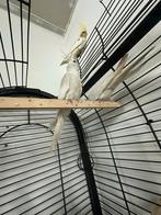 Mooi valkparkieten, Meerdere dieren, Tam