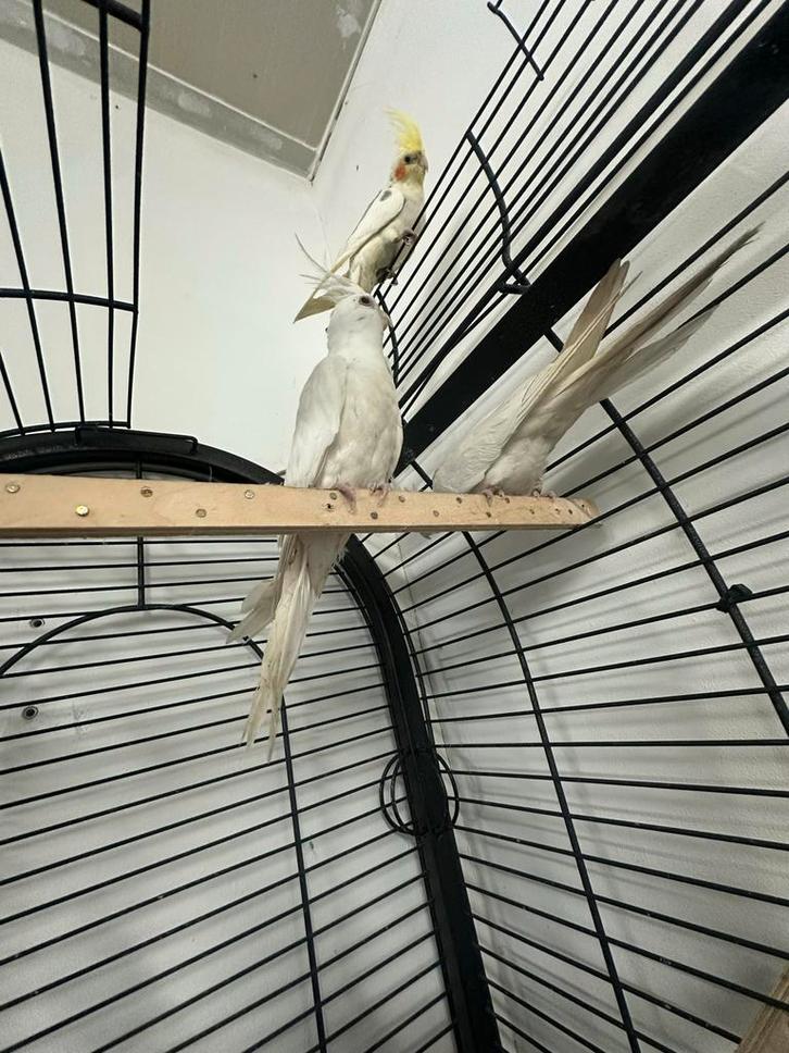 Mooi valkparkieten, Dieren en Toebehoren, Vogels | Overige Vogels, Meerdere dieren, Tam