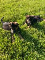 Duitse herder pups, Dieren en Toebehoren, CDV (hondenziekte), 8 tot 15 weken, Teef, Meerdere