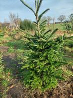 Nordmann Kerstboom 1-2m - Slagharen, Tuin en Terras, Volle zon, Bloeit niet, 100 tot 250 cm, Overige soorten
