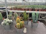 Cactussen mix 13 cm compleet met trendy zinken emmer., Ophalen of Verzenden, Minder dan 100 cm, Bloeiende kamerplant, Volle zon