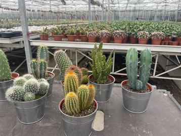 Cactussen mix 13 cm compleet met trendy zinken emmer. beschikbaar voor biedingen