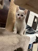 Witte en grijze Kittens te koop, Poes