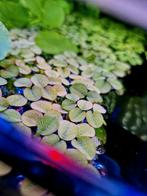 Portie drijfplanten plantjes - aquarium - Salvinia natans, Dieren en Toebehoren, Vissen | Aquaria en Toebehoren, Ophalen of Verzenden