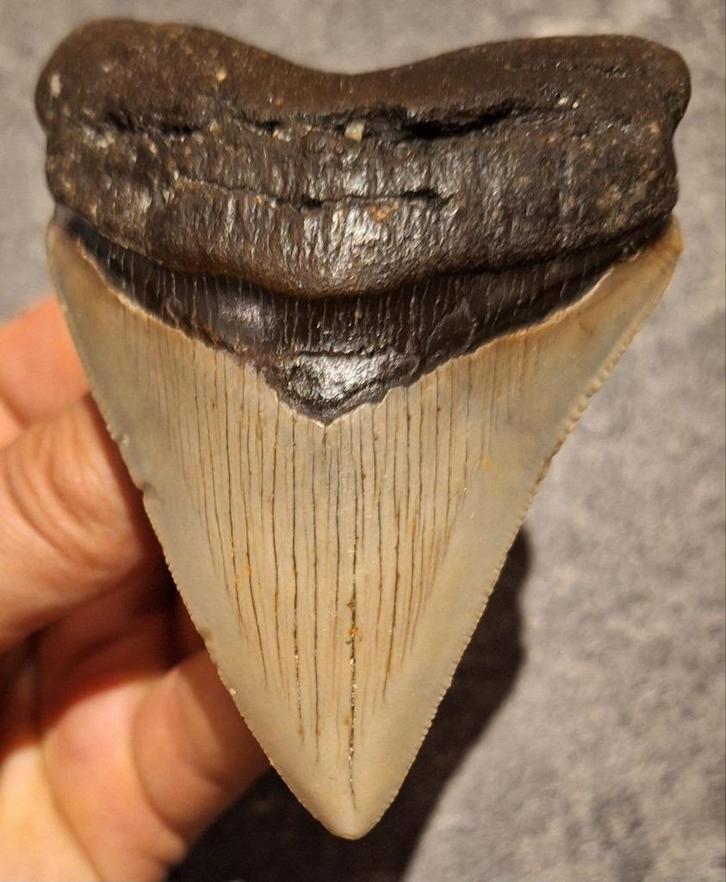 MEGALODON TAND USA	104	gr	9.7x7.1x1.8	cm, Verzamelen, Mineralen en Fossielen, Fossiel, Ophalen of Verzenden