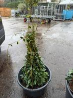 Toscaanse jasmijnen wit hoog 110/120 zeer nette kwaliteit, Tuin en Terras, Ophalen, Volle zon, Vaste plant, Klimplanten