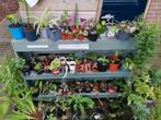 Plantenbieb de Fleurige Jet, Tuin en Terras, Planten | Tuinplanten, Ophalen, Zomer, Volle zon