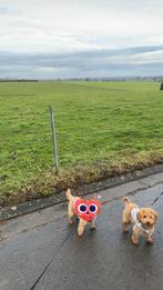 Mini Toy Poedel pups (reu & teef), Poedel, Particulier, 15 weken tot 1 jaar, Buitenland