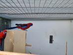 Koppel pennant rosella, Dieren en Toebehoren, Vogels | Parkieten en Papegaaien, Meerdere dieren, Parkiet, Geringd