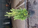Euonymus jap green spire  buxus  vervanger, Tuin en Terras, Ophalen of Verzenden, Buxus, Minder dan 100 cm