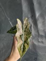 Alocasia pseudo sanderiana albo/pink, Huis en Inrichting, Kamerplanten, Ophalen of Verzenden, Halfschaduw, Minder dan 100 cm